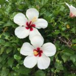 WEB-Fleurs